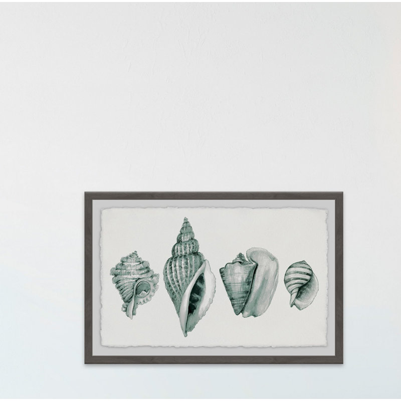 Four Shells - Single Picture Frame Print, 30 cm H x 46 cm W x 4 cm D