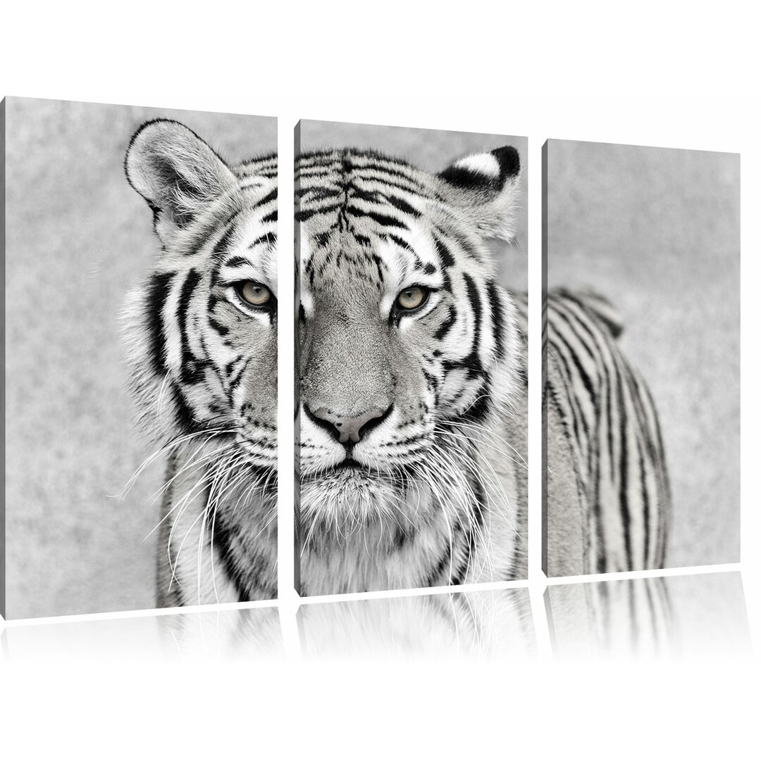 3-tlg. Leinwandbilder-Set Anmutiger Tiger in Schwarz/Weiß, Fotodruck