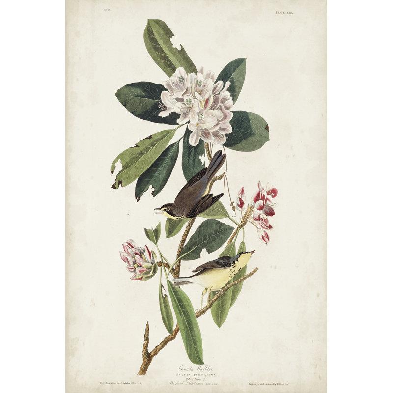 Pl 103 Canada Warbler by John Audubon - Wrapped Canvas Painting, 91cm H x 61cm W