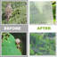 Moustiquaire de jardin avec filet de protection contre les insectes nuisibles pour les arbres fruitiers et la protection des bleuets - 16,4 x 6,5 pi-122763117