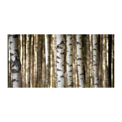 Birches - Wrapped Canvas Print