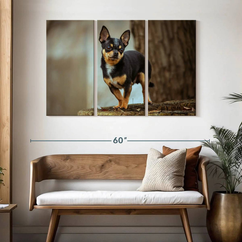 Tri Chihuahua, H 32 po x l 50 po