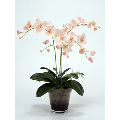 27 " Orchid Arrangement