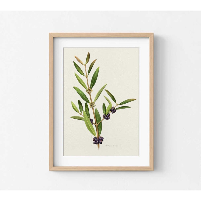 Olive Branch Botanical Study - impression d'art méditerranéen minimal, H 40 po x l 30 po, Tanné