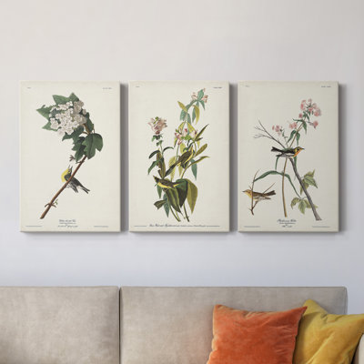 " Pl. 119 Yellow-Throated Vireo " 3 - Pieces Painting Print