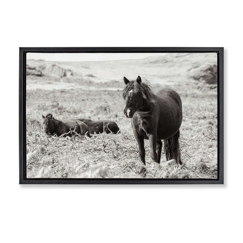 «Dartmoor Pony Lounging», art mural encadré flottant, design par Deborah Revell, Cadre flottant noir de jais