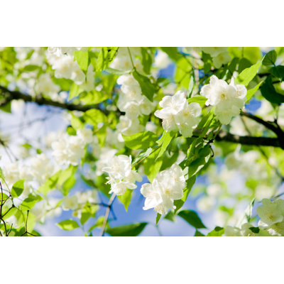 " Close-up Of Beautiful White Jasmine Blossom In The Sun "