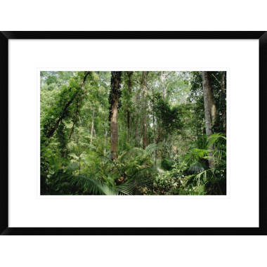 Tropical Jungle Rainforest Footpath Landscape Photo Photograph Rain Forest  Stream Water Rocks Lush Foliage Tree Canopy Green Leaves Branches Moss