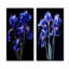 Élégants iris en noir et bleu - ensemble de 2 impressions sur toile Iris-102577571-102577577