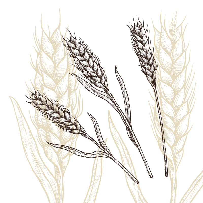 Wheat Ear - Wrapped Canvas Print, 51cm H x 51cm W x 3.8cm D