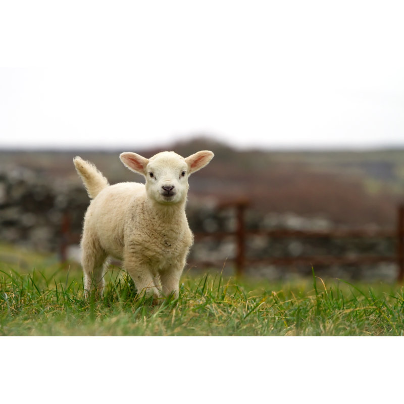 Young Lamb on the Farm 1 Piece Wrapped Canvas Wall Art, 20cm H x 30cm W x 3.8cm D