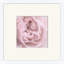 Soft Pink Print by Lillian August
