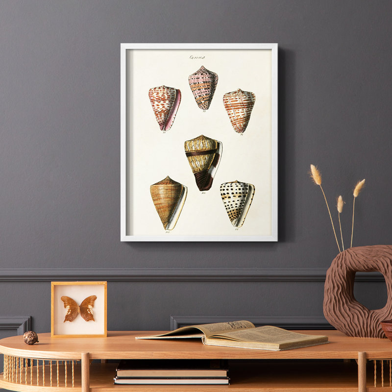 Impression encadrée Cone Shell Collection IV - bois massif, Cadre simple blanc, H 28 po x l 22 po