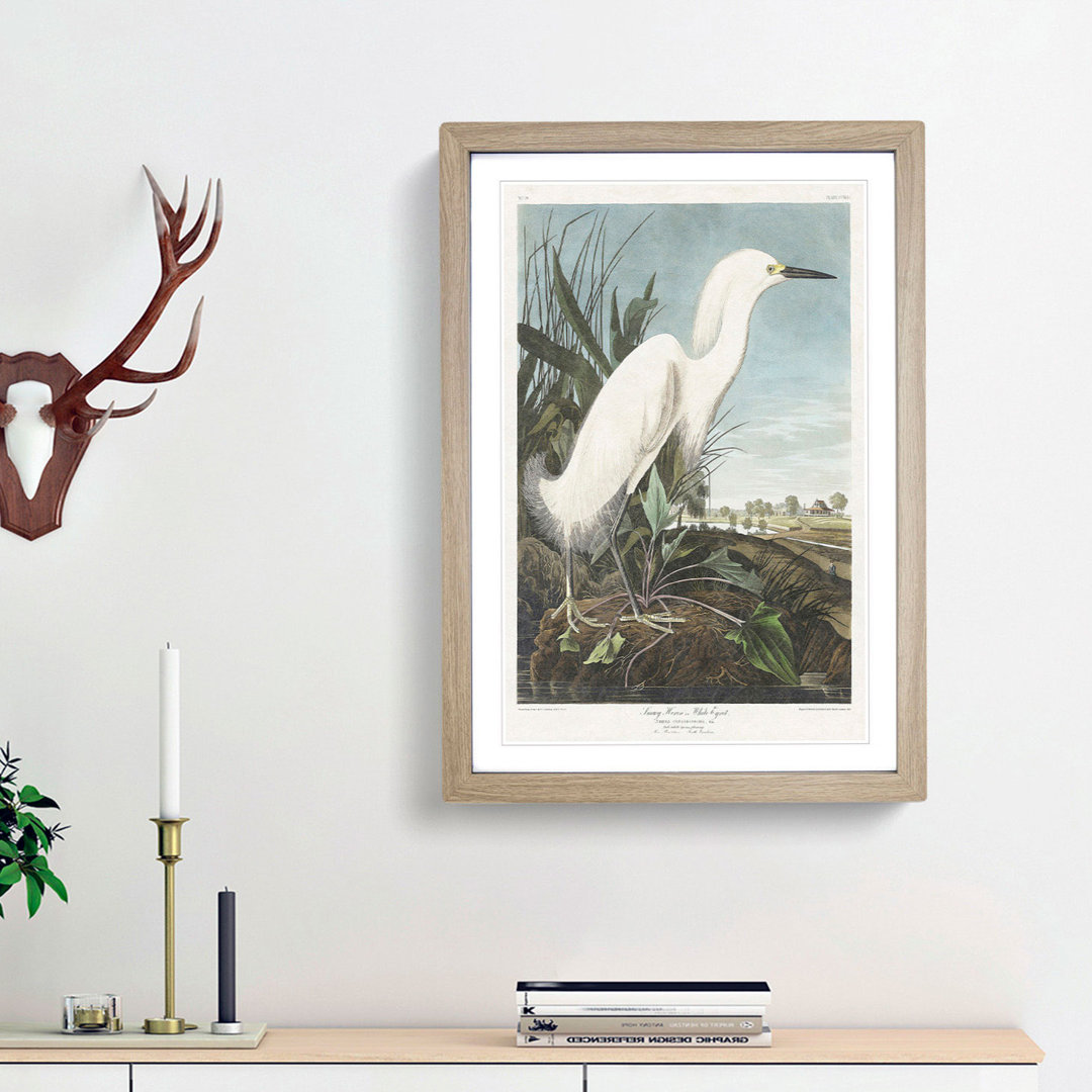 Snowy Heron by John Audubon - Framed Print