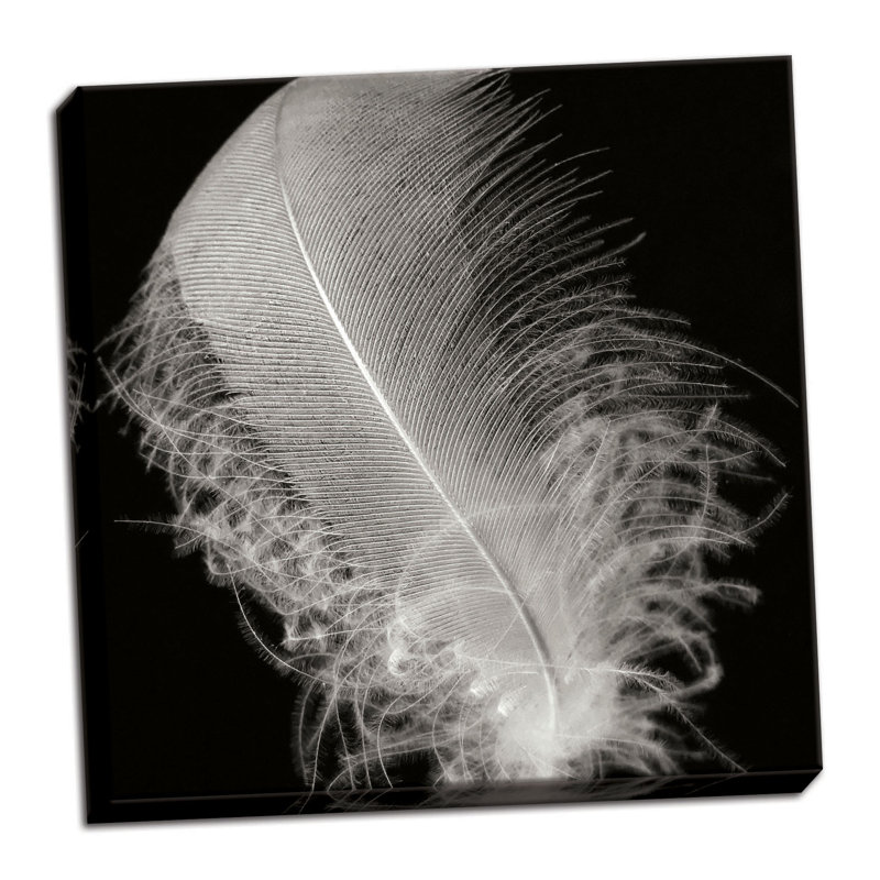 " Feather IV " Print