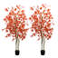 Annaclaire Plant-1629577284