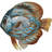 Discus Fish Capiz Shell LED Night Light