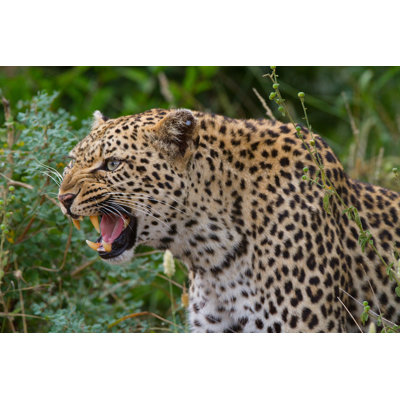 " Growling Leopard " by Villierssteyn