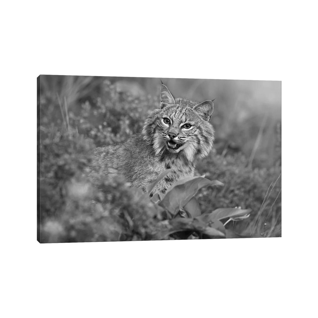 Bobcat, Montana von Tim Fitzharris - Galerie-verpackte Leinwand Giclée auf Leinwand