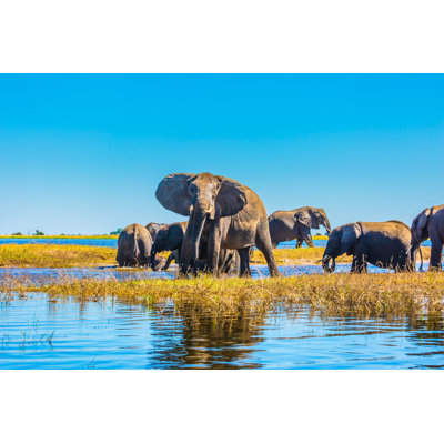 Herd Of Elephants Adults And Cubs - Wrapped Canvas Print