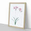 Nerine Lily Flowers by Pierre-Joseph Redoute - Framed Print-55577056-55577058