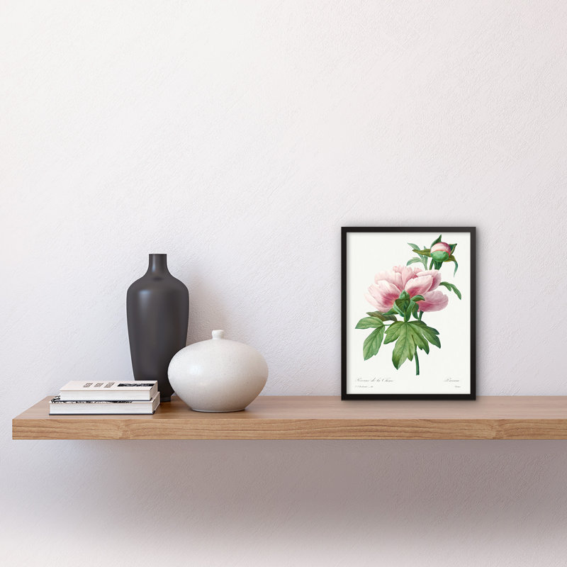 Pale Pink Peony Bloom Floral Stem Flowers - Single Picture Frame Print