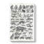 Study Of Mammals LII by Oliver Goldsmith - Wrapped Canvas-55337976