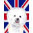 Bichon frisé 2
