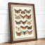 Butterfly Study Plate Botanical - Framed Print-548861064-548861056
