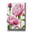 «Winsome Peony I» par Grace Popp, art mural sur toile-921665374