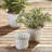 Queensland 23" Faux Maidenhair Fern with Root Ball