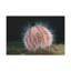Art mural majestueux oursin-475288960