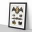 Various Bats XIII by Oliver Goldsmith - Picture Frame Painting Print-55605110-55605111