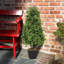 Topiaire 29,5 po en pot-503547591