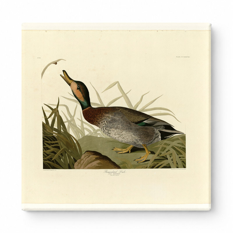 Bemaculé canard, plaque 338 (1838) - art mural carré sur toile, 12" W x 12" H