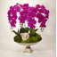 Orchid Flowering in Urn-1177800292