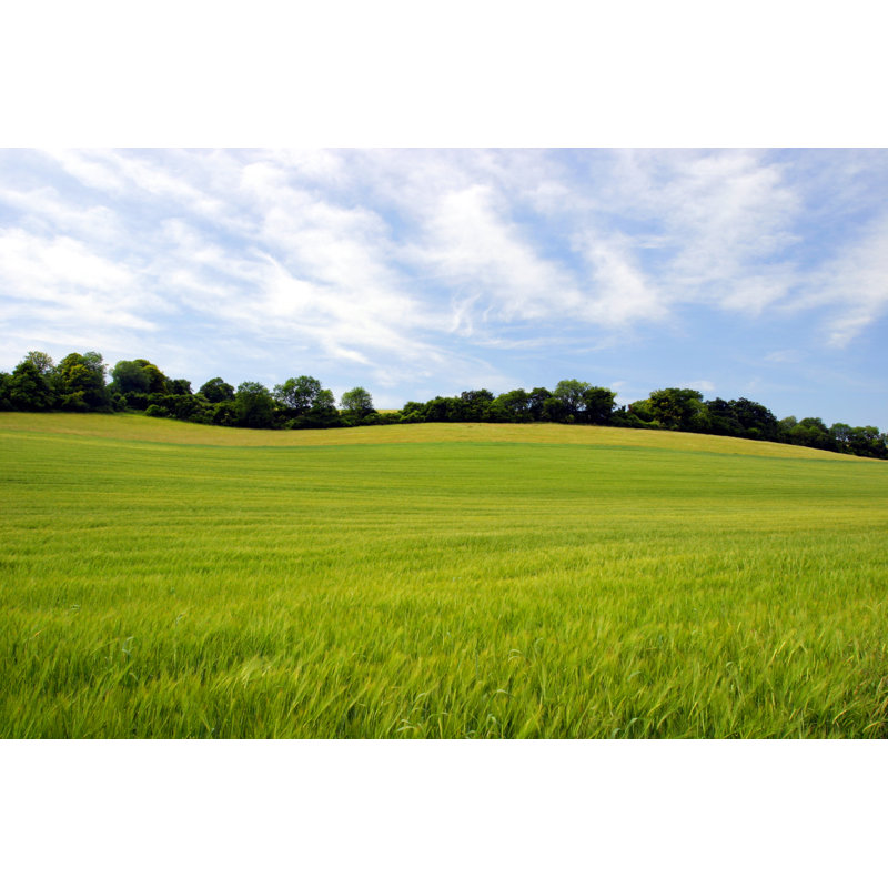 Corn Field by Urbancow - No Frame Print on Canvas, 30cm H x 46cm W
