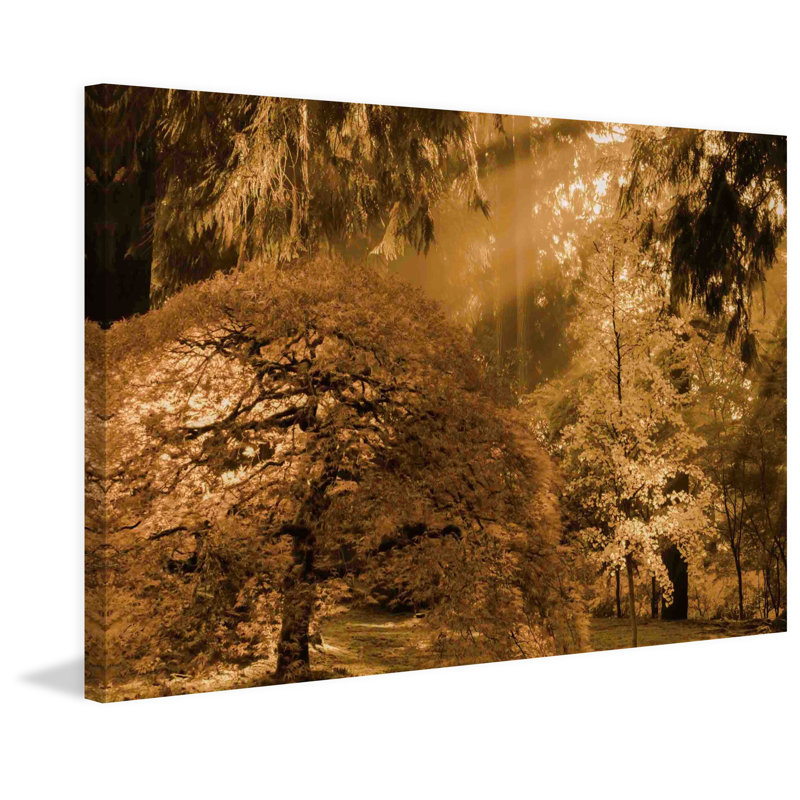 «Bathed In Morning Light» par Don Schwartz, reproduction d'art sur toile tendue, H 24 po x l 36 po