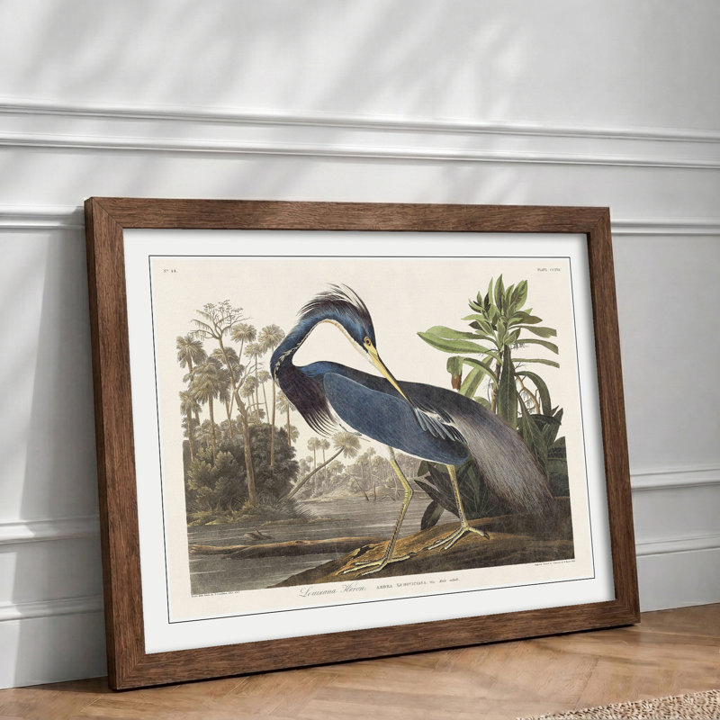 Louisiana Heron by John James Audubon - Framed Print, 24cm H x 33cm W x 2cm D, Walnut