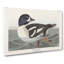 Golden-Eye Duck by John James Audubon - Wrapped Canvas-55366219