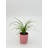 tropical plants