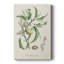 Amande antique botanique IV - galerie Cavas sur mesure-1365938199