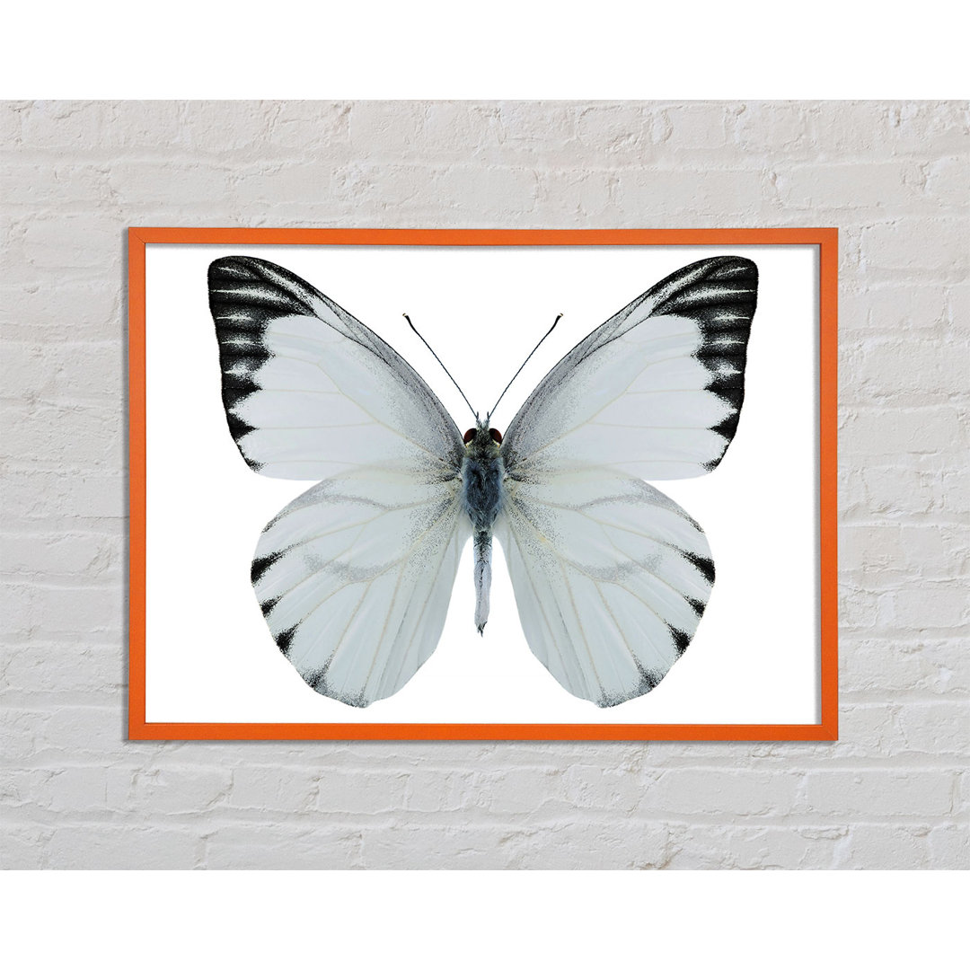 Chison Black Tipped Butterfly Wings - Druck