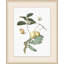 Flowering Fruit Illustration Print by Lillian August