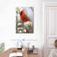 Cardinal Brampt Northern sur une branche fleurie-108423370