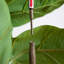 72'' Faux Rubber Tree Tree in Planter