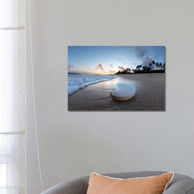 Nautilus Palms