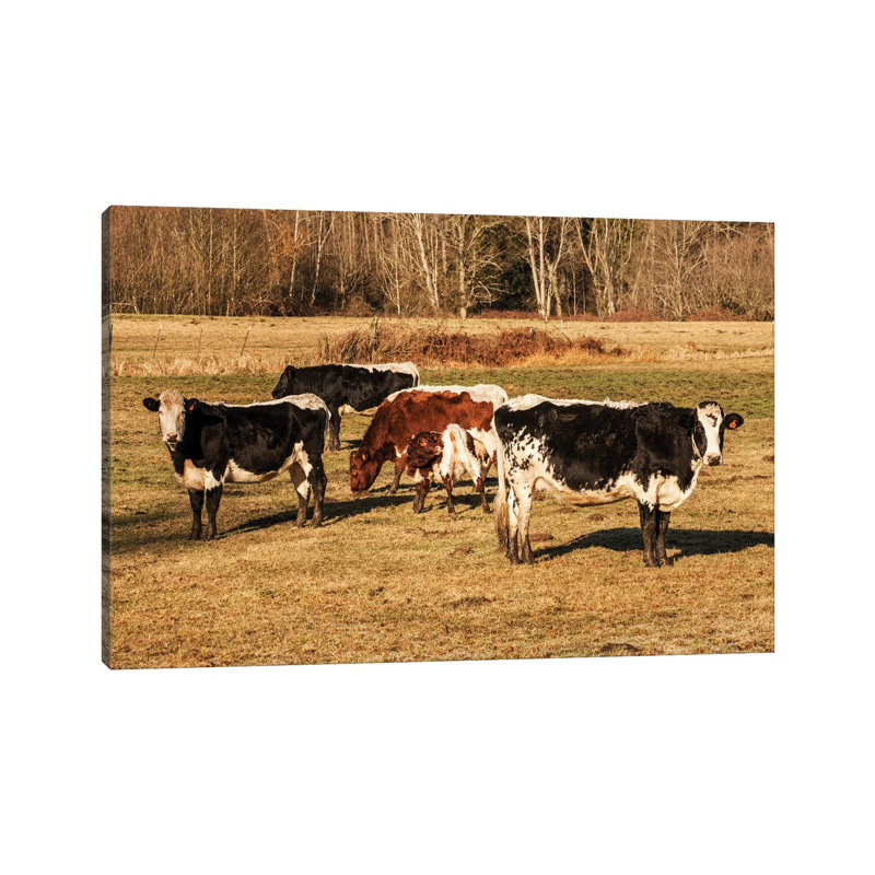 Pinzgauer Beef Cattle Grazing In A Pasture I, Issaquah, Washington, USA by Janet Horton - Wrapped Canvas Print