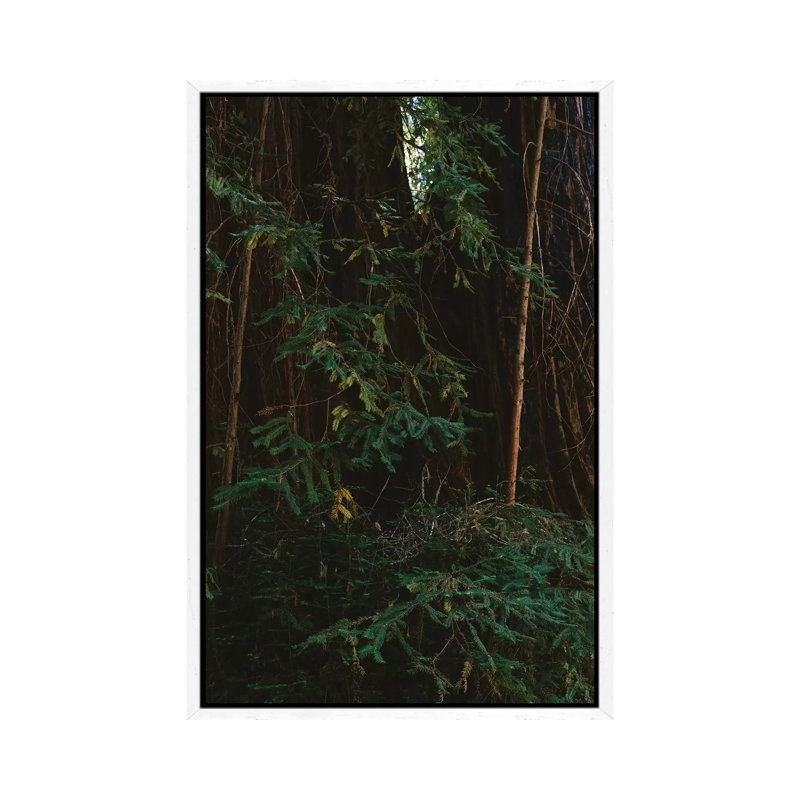 Redwood Forest III 1 Piece Wall Art on Canvas, 152.4cm H x 101.6cm W x 3.81cm D, White Framed