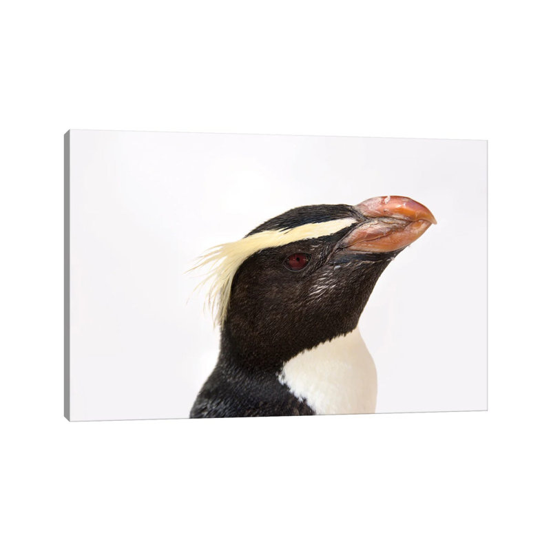 A Fiordland Penguin At The Taronga Zoo 1 Piece Wall Art on Canvas, 20.32 cm H x 30.48 cm W, Canvas